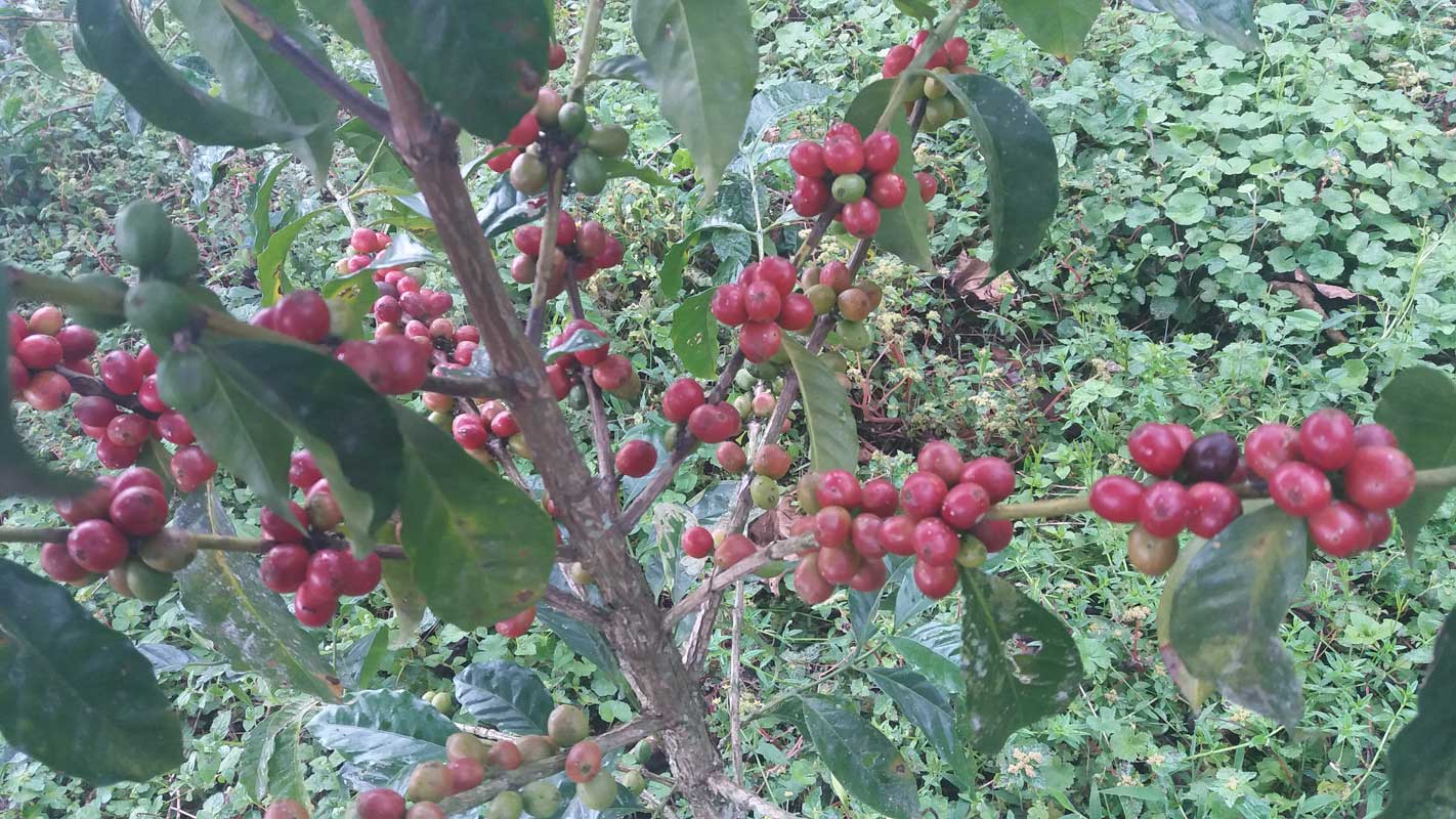 Dawi Coffee and Agro Industry